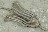 Fossil Crinoid (Macrocrinus) with Coral - Indiana #325644-2